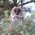 Long eared owl (Asio otus) Garry Smith